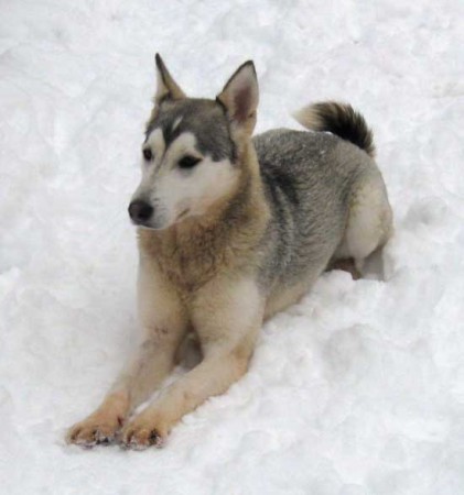 Akima Vlad Tepes - Siberian Husky