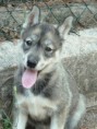 I`Ylva de Blau Fontein, Siberian Husky